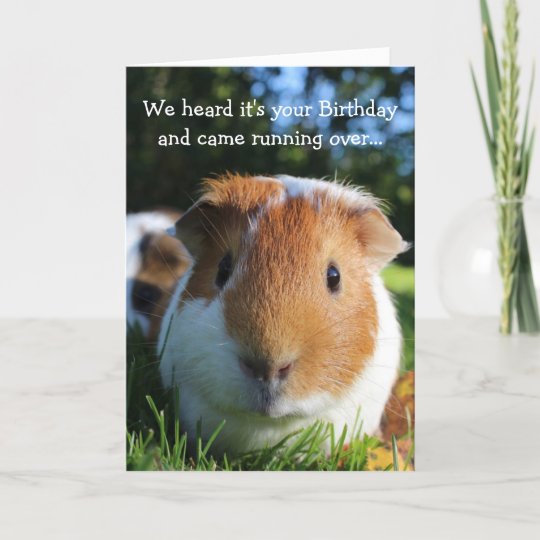 Cute Funny Guinea Pig Birthday Card Zazzle Co Uk