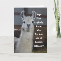 Cute Funny Humourous Llama Merry Christmas