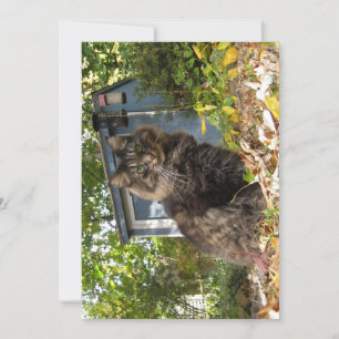 Cute Funny Maine Coon Kitty Cat