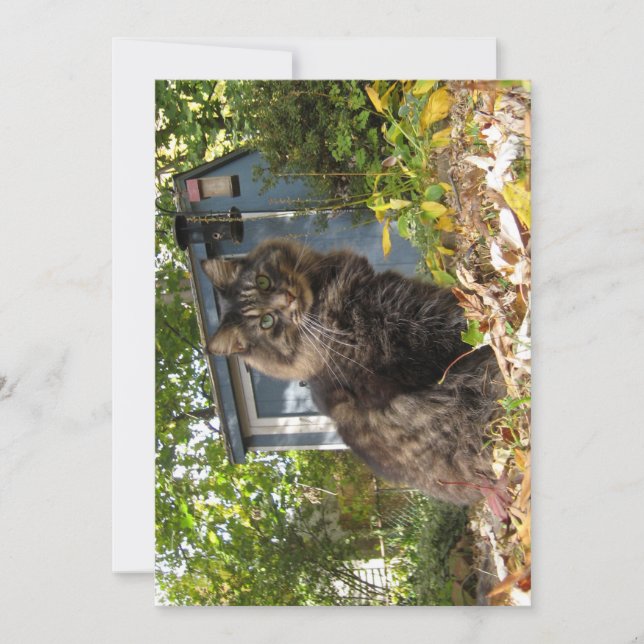 Cute Funny Maine Coon Kitty Cat (Front)