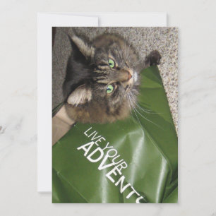 Cute Funny Maine Coon Kitty Cat The Adventurer
