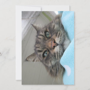 Cute Funny Maine Coon Kitty Day Dreaming