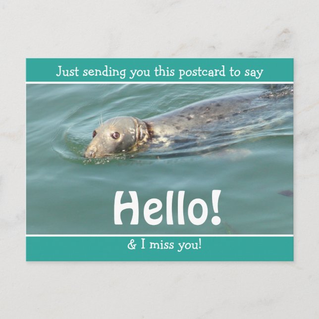 Cute Funny Seal Just saying Hello and Miss You Postcard (Front)