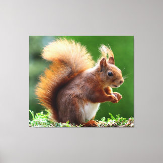 Cute Funny Squirrel Canvas print