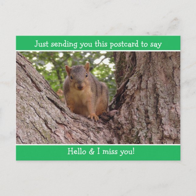 Cute Funny Squirrel Just saying Hello and Miss You Postcard (Front)