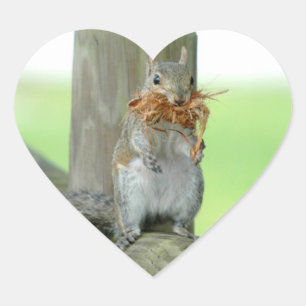 Cute Funny Squirrel Stickers