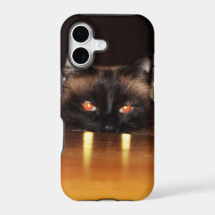 Cute, funny, vampire cat