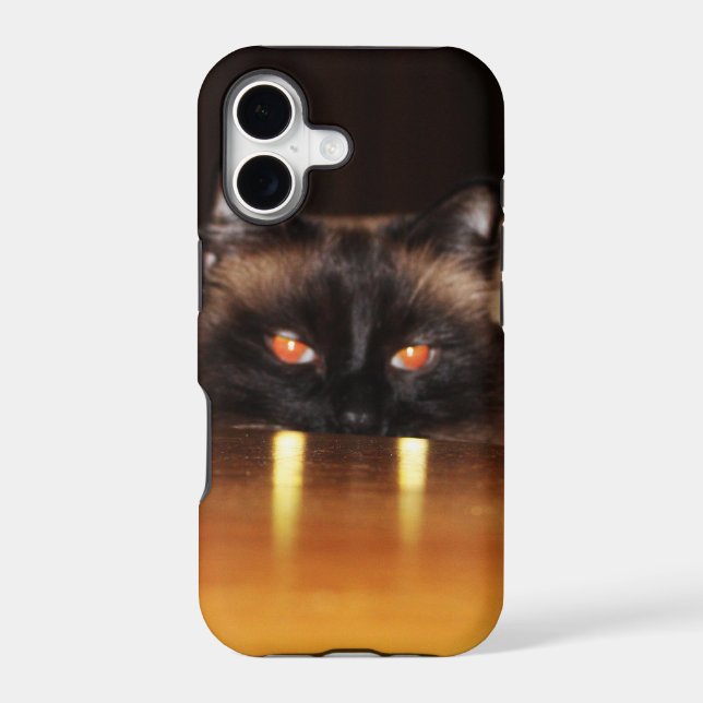 Cute, funny, vampire cat (Back)