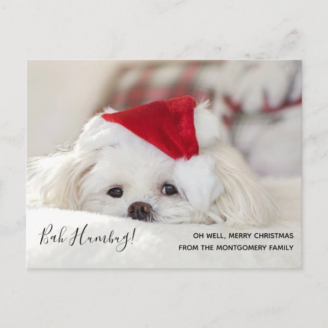 Cute Funny White Dog Christmas Bah Humbug Holiday Postcard (Front)