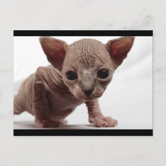 Cute Furless Sphynx Kitten Postcard (Front)