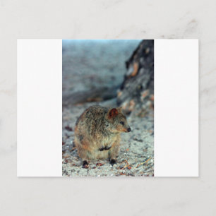 Cute fury Quokka on Rottnest Island Postcard