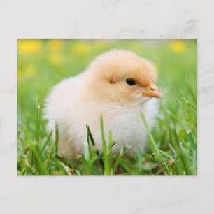 Cute Fuzzy Baby Chicks - Funny Farm Animals Postcard