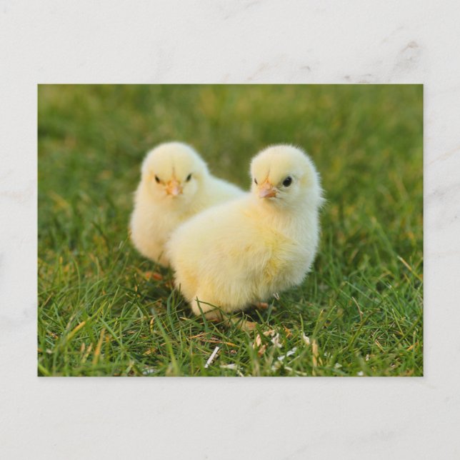 Cute Fuzzy Baby Chicks - Funny Farm Animals Postcard (Front)