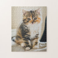 Cute Fuzzy Calico Tabby Kitten Cat Photo
