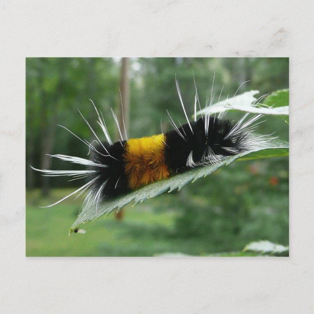 Cute Fuzzy Caterpillar Postcard (Front)