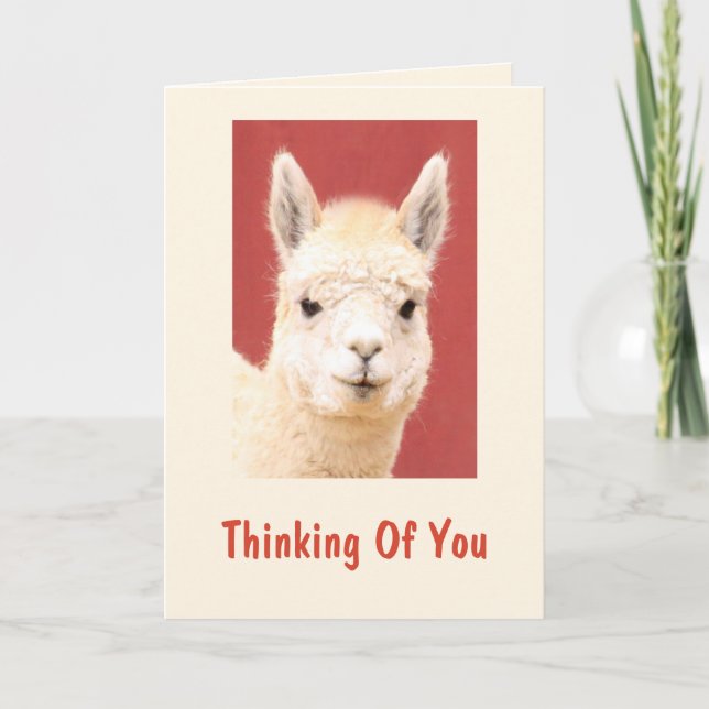 Cute Fuzzy Llama Get Well Card (Front)