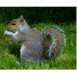 Cute fuzzy squirrel photo sculpture<br><div class="desc">Great for yourself and to give as gifts.</div>