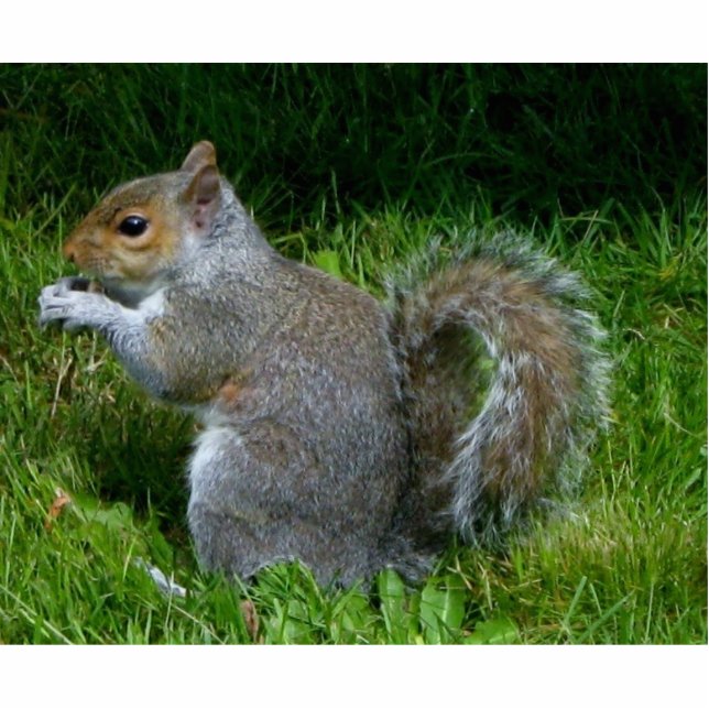 Cute fuzzy squirrel photo sculpture (Front)