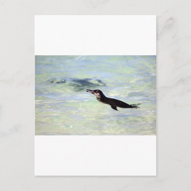 Cute Galapagos penguin swimming Postcard (Front)