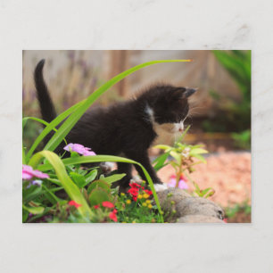 Cute Garden Kitten Postcard