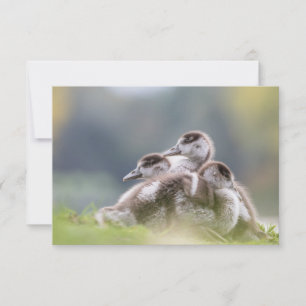 Cute Geese Chicks Nature Photo