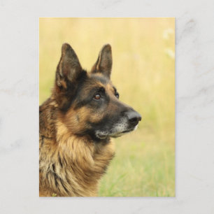 Cute German Shepherd Postcard