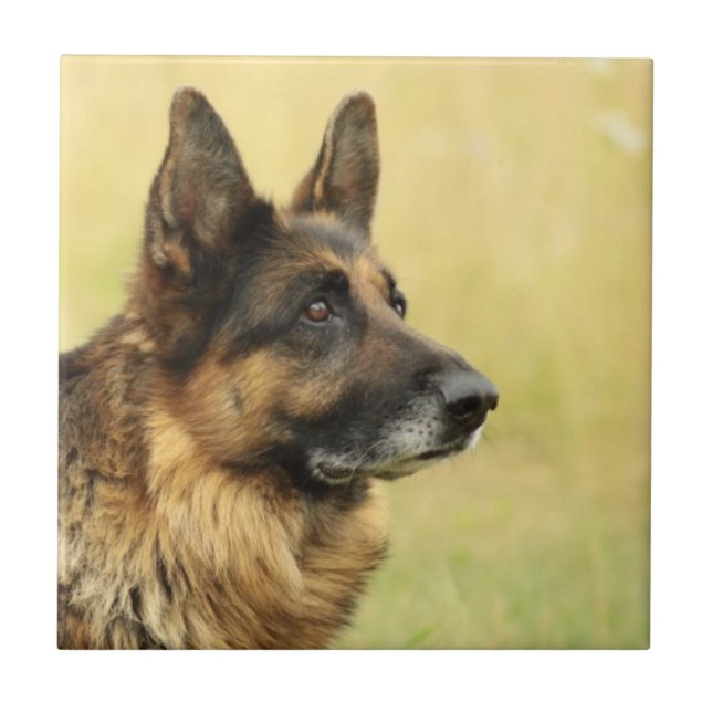 Cute German Shepherd Tile (Front)