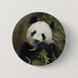 Cute Giant Panda 6 Cm Round Badge