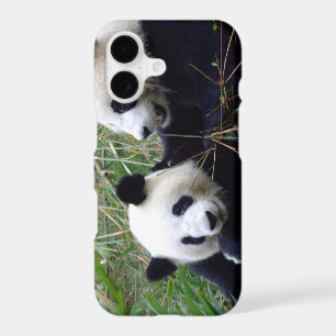 Cute Giant Panda Bears eating bamboo / love