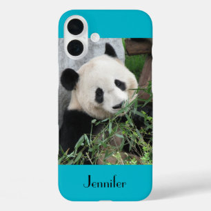 Cute Giant Panda, Blue Background, Custom Name iPhone 16 Plus Case