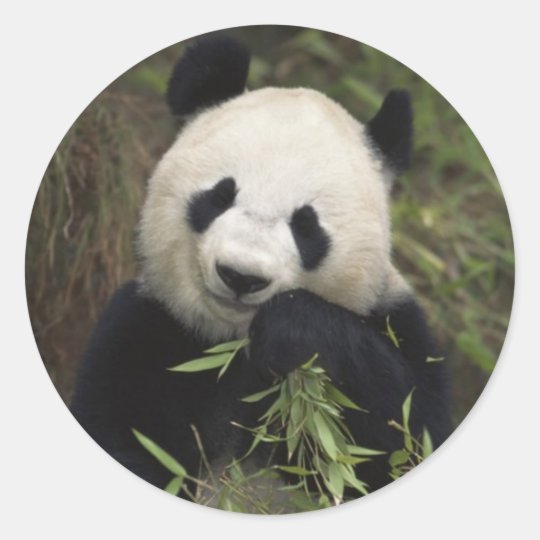 Cute Giant Panda Classic Round Sticker