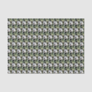 Cute Giant Panda Green Black and White Tissue Paper