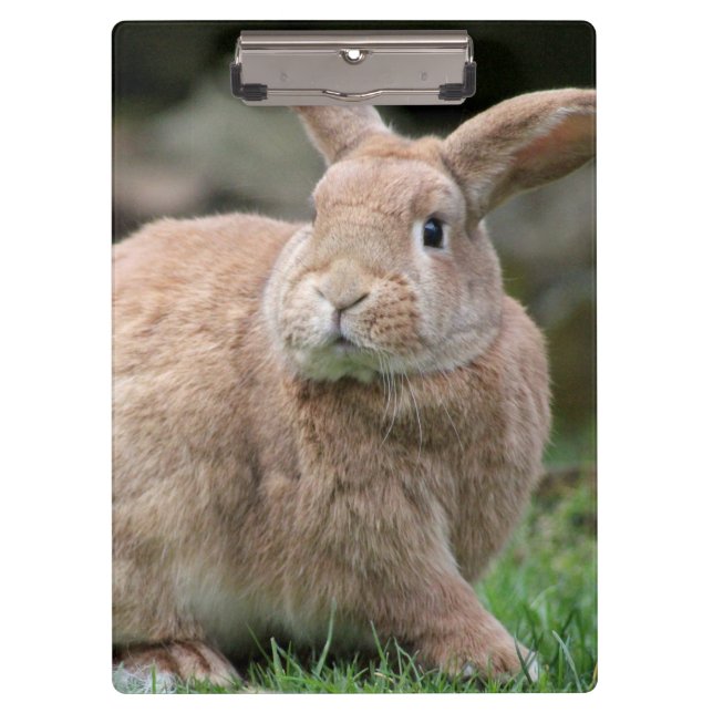 Cute ginger bunny with big ears     clipboard (Front)