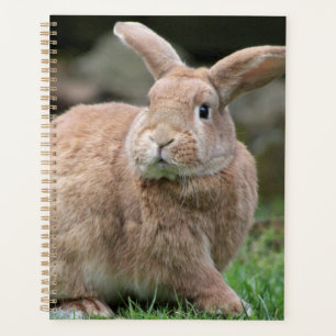 Cute ginger bunny with big ears planner