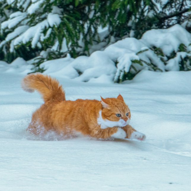 Cute Ginger Cat Calendar 2023 (Creator Uploaded)