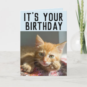CUTE GINGER CAT KITTEN BIRTHDAY CARDS