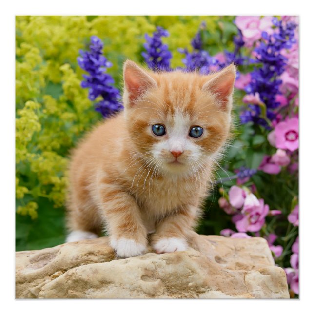 Cute Ginger Cat Kitten Flowery Garden Photography Poster (Front)