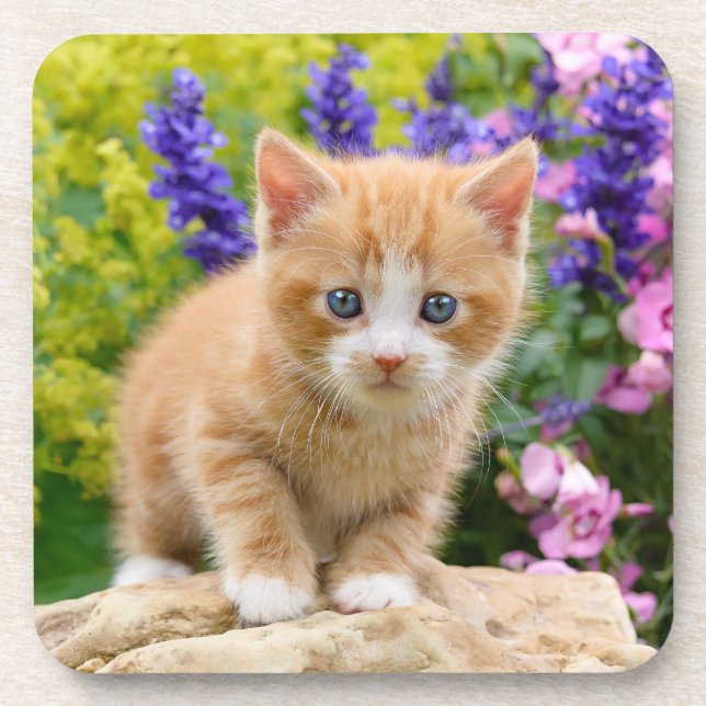 Cute Ginger Cat Kitten in a Flowery Garden Photo - Coaster (Front)