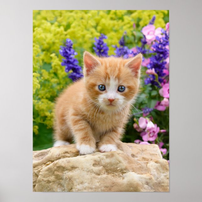 Cute Ginger Cat Kitten in Flowery Garden Pet Photo Poster (Front)