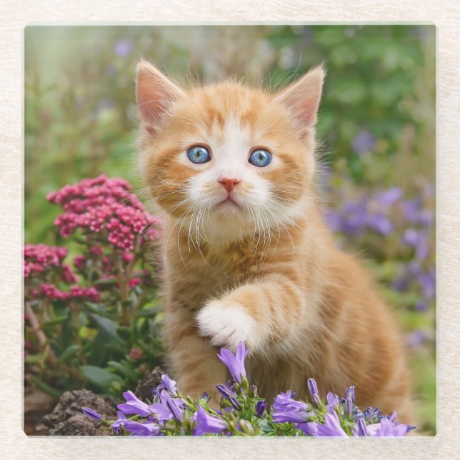Cute Ginger Cat Kitten in Garden Funny Photo - Glass Coaster (Front)