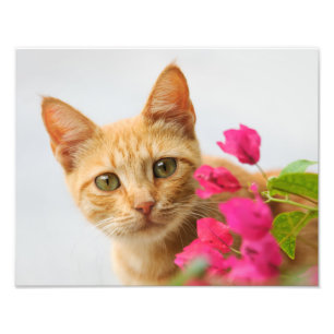 Cute Ginger Cat Kitten is Watching Portrait - Photo Print