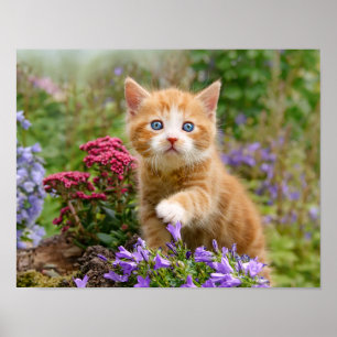 Cute ginger kitten in a garden playing with flower poster