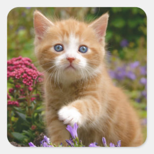 Cute ginger kitten in a garden square sticker