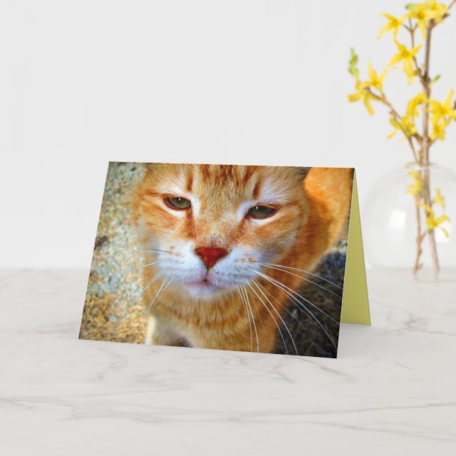 Cute Ginger Kitty Friendly Little Cat Card (Yellow Flower)