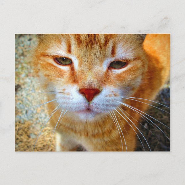 Cute Ginger Kitty Friendly Little Cat Postcard (Front)