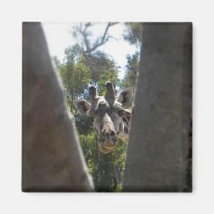 Cute Giraffe Close-Up Fridge Magnet