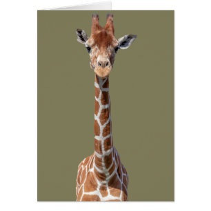 Cute giraffe face