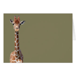 Cute giraffe face