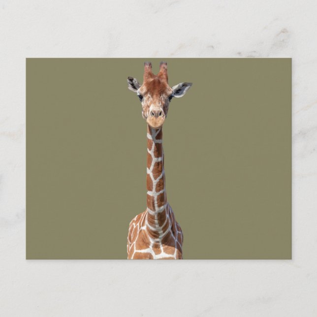 Cute giraffe face postcard (Front)