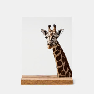Cute Giraffe Is Looking At You! Acrylic Sign